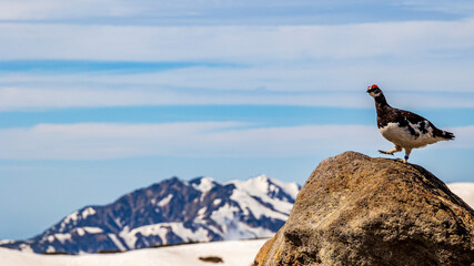 ライチョウ　可愛い　立山
