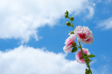 たちあおい（ホリホック）の花