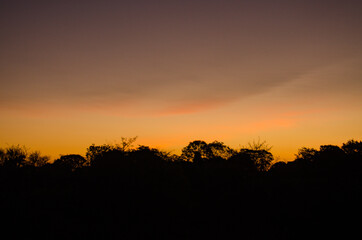 Fototapeta na wymiar sunset in the forest