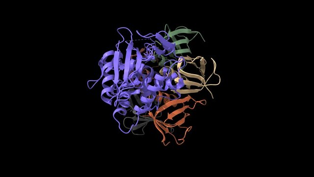 Structure of shiga toxin, B-chain pentamer and A-chain subunit (blue), animated 3D cartoon and Gaussian surface model, black background