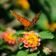 butterfly on flower