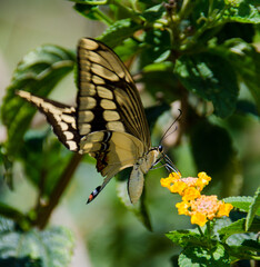 butterfly on a flower
