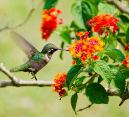 hummingbird on flower