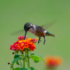 hummingbird and flower