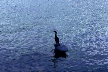 Black cormorant on pole in the sea during evening and moonlight.