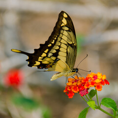 butterfly on flower