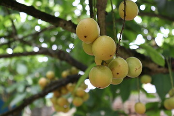 Tasty Baccaurea motleyana on Tree