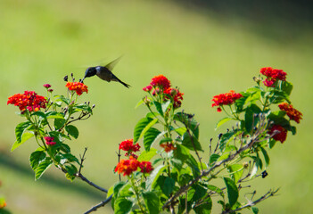 hummingbird on red flower