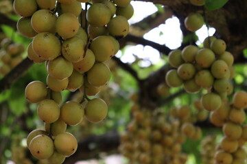 Tasty Baccaurea motleyana on Tree