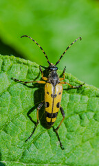 Black & Yellow Long Horned Beetle