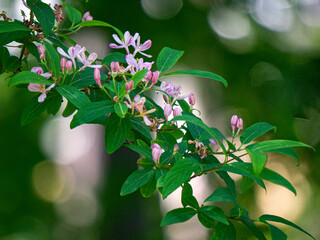 Flowers of Honeysuckle or forest honeysuckle in the forest in spring.