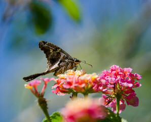 butterfly on flower