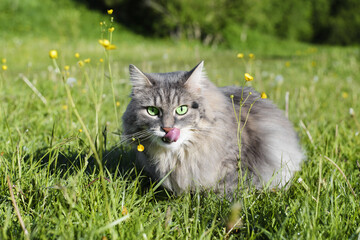 Naklejka na ściany i meble Funny portrait of a cat licking its tongue, outdoors. Green-eyed cat sitting in green grass among yellow flowers on a sunny summer day.