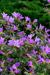Beautiful lilac-pink azalea flowers on a bush in the garden.