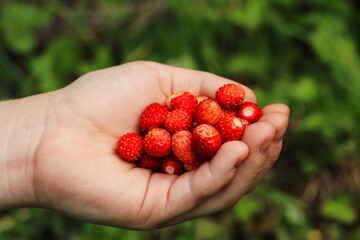 Wild strawberry in the palm