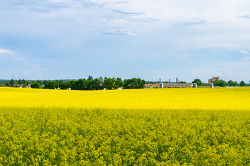 Landscape with an agricultural yellow field with rape