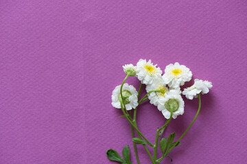 small white and yellow flowers on a magenta background - photographed from above in a flat lay style