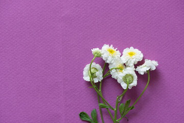 small white and yellow flowers on a magenta background - photographed from above in a flat lay style