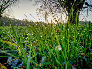 green grass and sun
