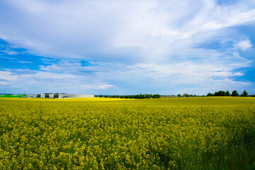 Obraz premium Landscape with an agricultural yellow field with rape