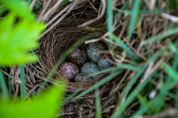 nest with eggs