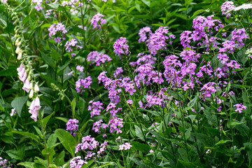 Purple mattiola bicorn flower close-up in natural nature.