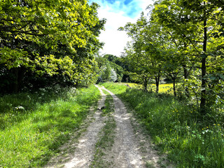 Fototapeta na wymiar Old cart track through, Fagley Woods, with wild plants, and trees near, Fagley, Bradford, UK