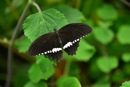 Common Mormon butterfly, macro image of tropical Lepidoptera.