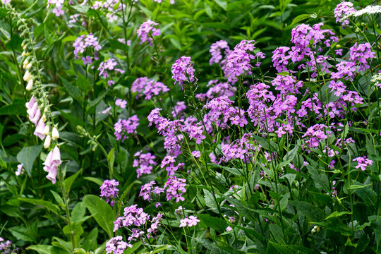 Purple mattiola bicorn flower close-up in natural nature.
