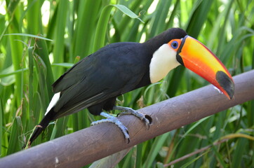 toucan on a branch