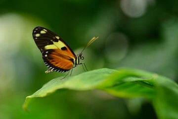 Fototapeta na wymiar Numata Longwing butterfly, macro image of Lepidoptera.