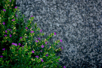 false heather flower background with copyspace