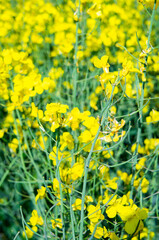 Yellow ripe flowers of agricultural rapeseed for background