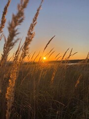 sunset in the field