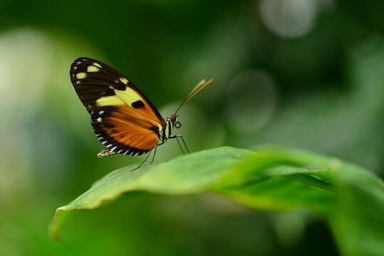 Numata Longwing butterfly, macro image of Lepidoptera.