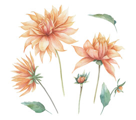 Yellow dahlia isolated set om white background. Hand drawn illustration