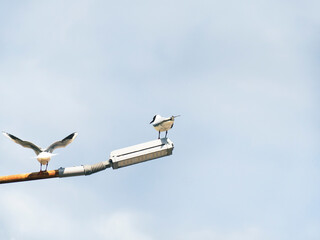Two sea gulls sit on a rusty city lamp post. Wild birds against a blue cloudy sky.