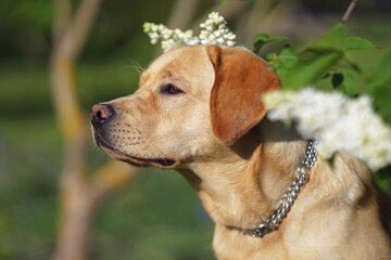 The portrait of a yellow Labrador Retriever dog with a chain collar posing outdoors in white blooming Bird cherry flowers in spring