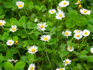 Spring, summer bright floral background. White wild field daisies (chamomile) in a field of green grass. Realistic, lifestyle flowers. Close-up photo, top view.