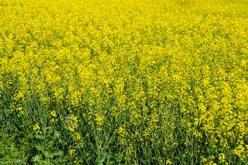 Yellow ripe flowers of agricultural rapeseed for background