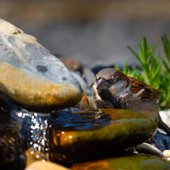 sparrow on the water