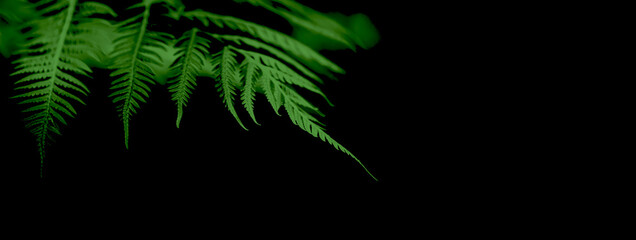 Fern leaves green and macro leaves, Perfect natural fern pattern, Beautiful background made with young green leaves.