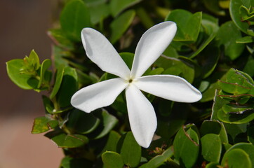 white flower of a tree