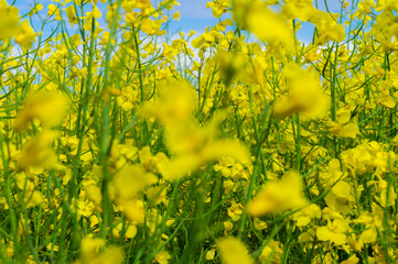 Yellow ripe flowers of agricultural rapeseed for background