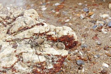 A longhorn beetle on a rock in a coastal environment