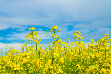 Yellow ripe flowers of agricultural rapeseed for background