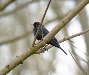 red winged blackbird