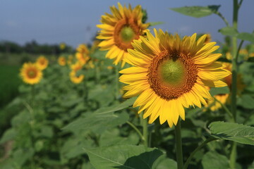 Obraz premium sunflower in the field