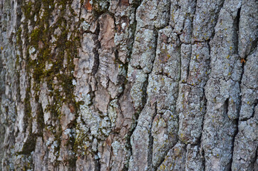 Tree bark with moss. Background.
