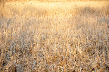 Yellow dry grass. Background, texture.